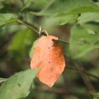 Croton aromaticus L.